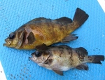 5cosakana441e697b4796b.jpg